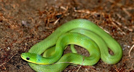 Serpent vert
