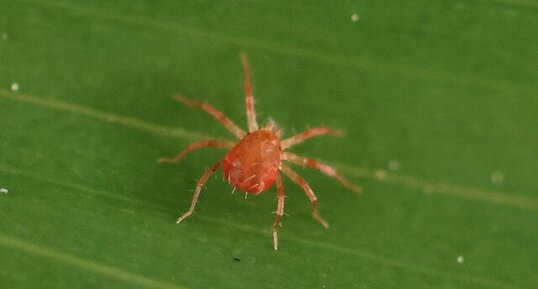 Acarien (Genus Anystis)