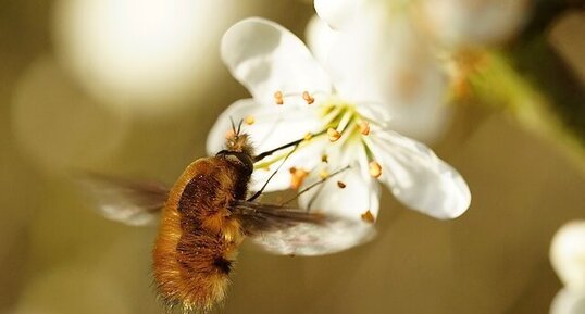 Bombyle bichon surPrunus spinosa