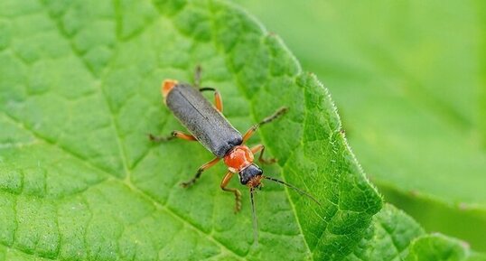 Cantharis pellucida