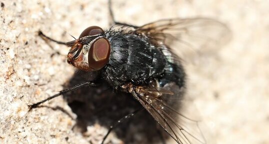 Mouche à viande (Calliphora vicina)