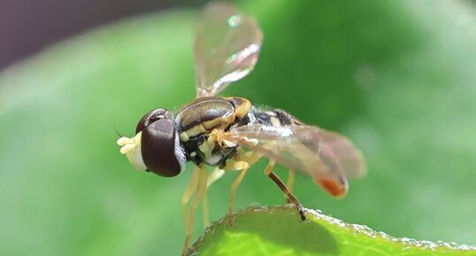 Syrphe marginé (Toxomerus marginatus)