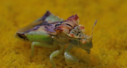 Punaise embusqué (Phymata amerciana)