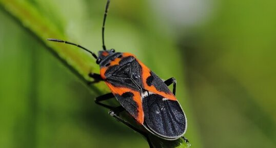 Petite punaise de l'Asclépiade (Lygaeus kalmii)