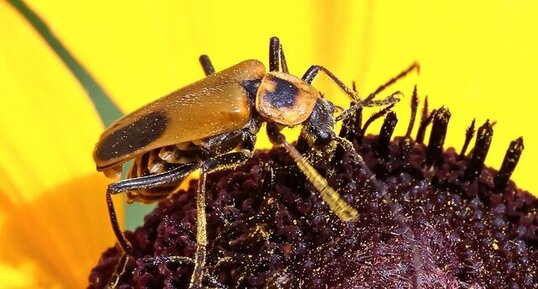 Cantharide de Pennsylvanie (Chauliognathus pensylvanicus)