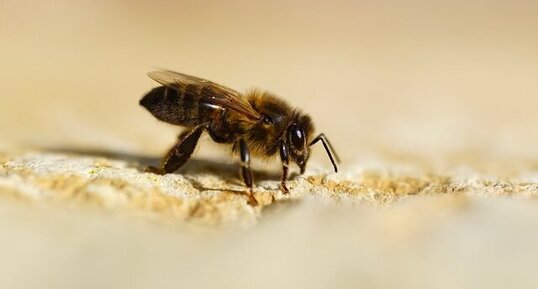 Apis mellifera