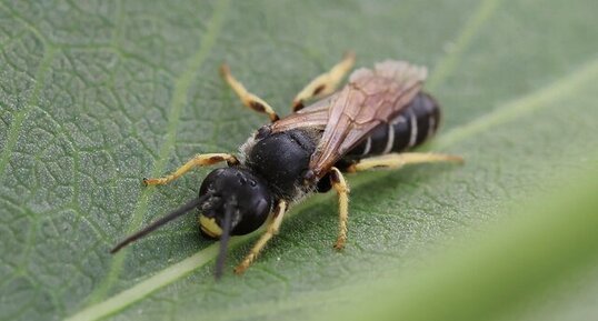 Halictus rubicundus
