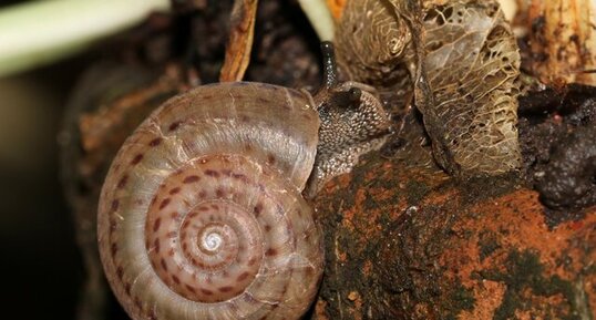 Escargot Solaropsidae