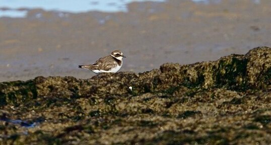 Grand gravelot juvénile - sous réserve