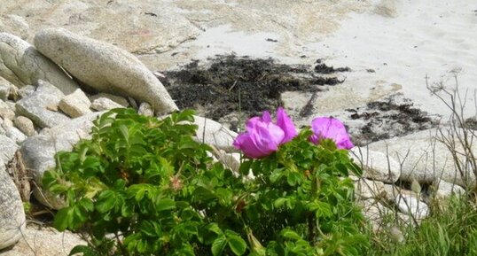 Rosier des chiens (rosa canina)