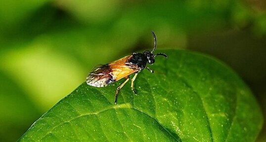 Argidae