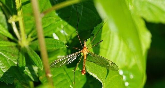 Tipula lunata