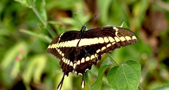 Papillon noir avec des taches jaunes