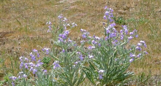 Giroflée des dunes (matthiola sinuata)