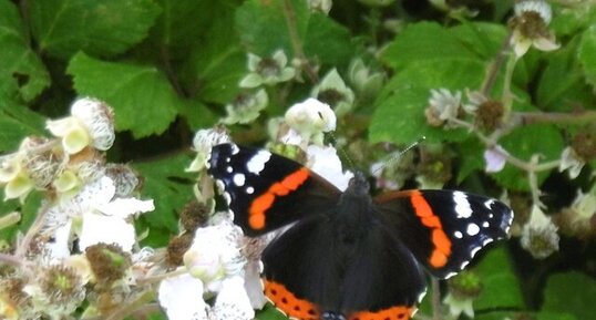 Papillon Vulcain