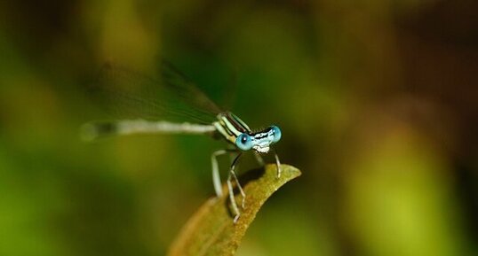 Agrion à larges pattes