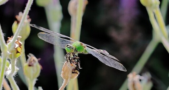 Libellule érythème des étangs (Erythemis simplicicollis)