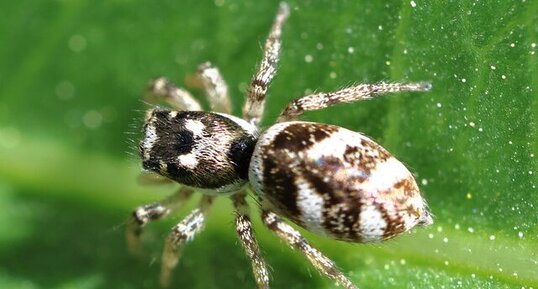 Saltique arlequin (Salticus scenicus)