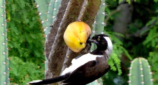 Cyanocorax cyanopogon