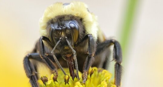 Bourdon fébrile (Bombus impatiens)