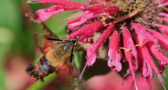 Sphinx colibri (Hemaris thysbe)