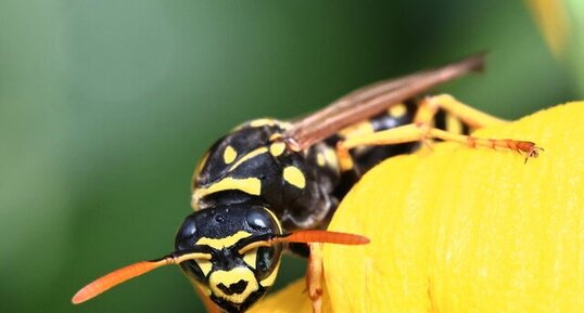 Poliste gaulois (Polistes dominula)