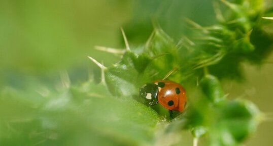 Coccinelle à 7 points