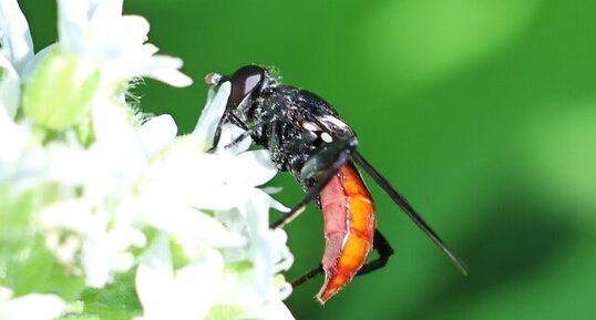 Syrphe à abdomen rouge (Chalcosyrphus piger)