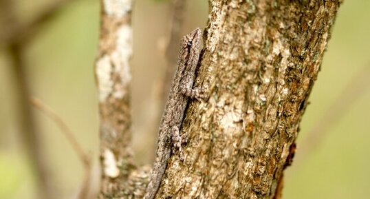 Lygodactylus klugei