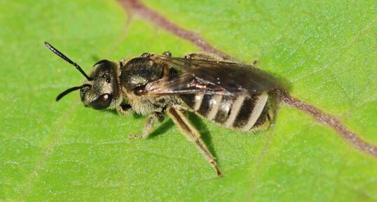 Halicte confus (Halictus confusus)
