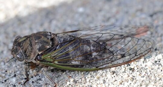 Cigale caniculaire (Neotibicen canicularis)