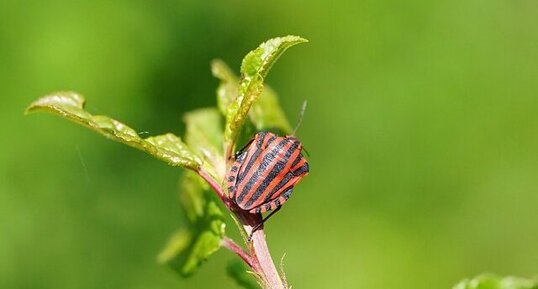Punaise arlequin