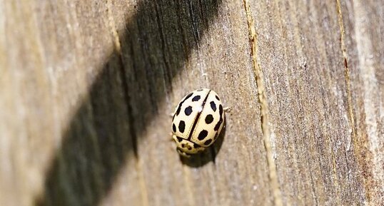 Coccinelle à 16 points