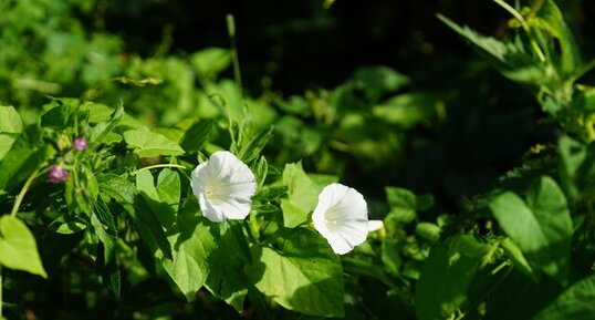 Liseron blanc