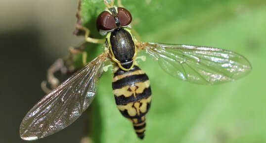 Syrphe géminé (Toxomerus geminatus)