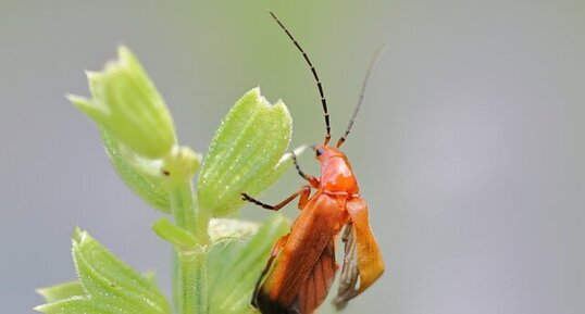 Téléphore fauve (Rhagonycha fulva)