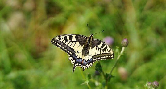 Machaon