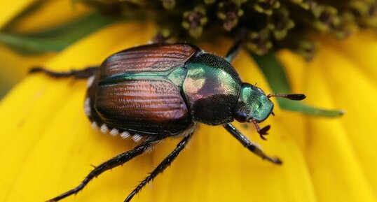 Scarabé japonais (Popillia japonica)
