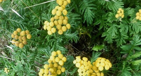 Tanaisie (tanacetum vulgare)