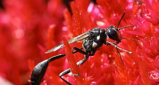 Eremnophilia aureonotata