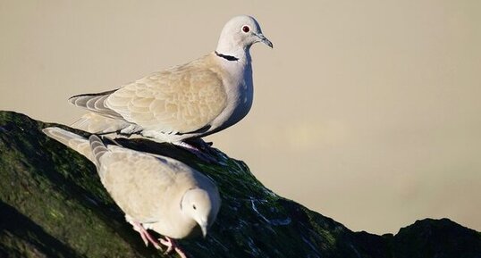 Tourterelles turques