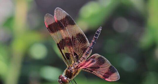 Libellule célithème géante (Celithemis eponina) mâle