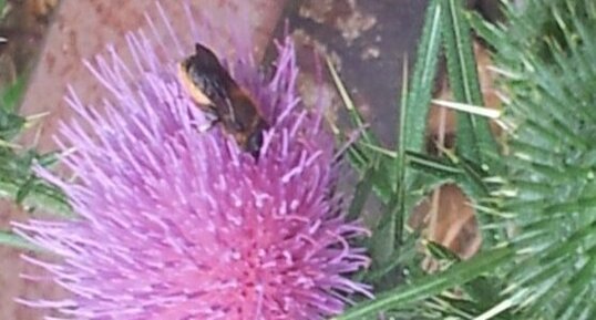 abeille