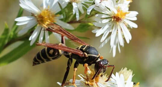 Guèpe à papier (Polistes fuscatus)