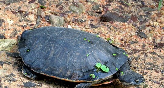 Phrynops geoffroanus