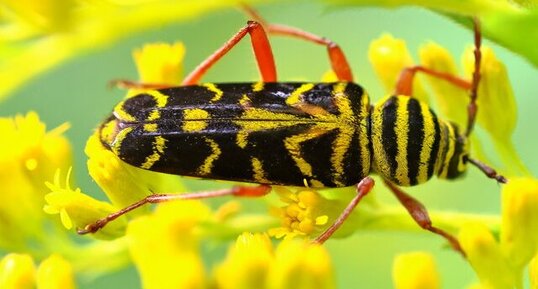 Longicorne tigré du robinier (Megacyllene robiniae)