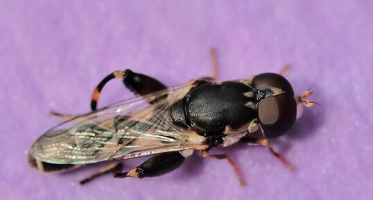 Syritte piaulante (Syritta pipiens)