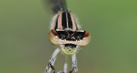 Genus Enallagma femelle