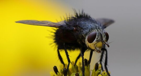 Juriniopsis adusta