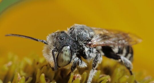 Abeille découpeuse (Megachile rotundata)